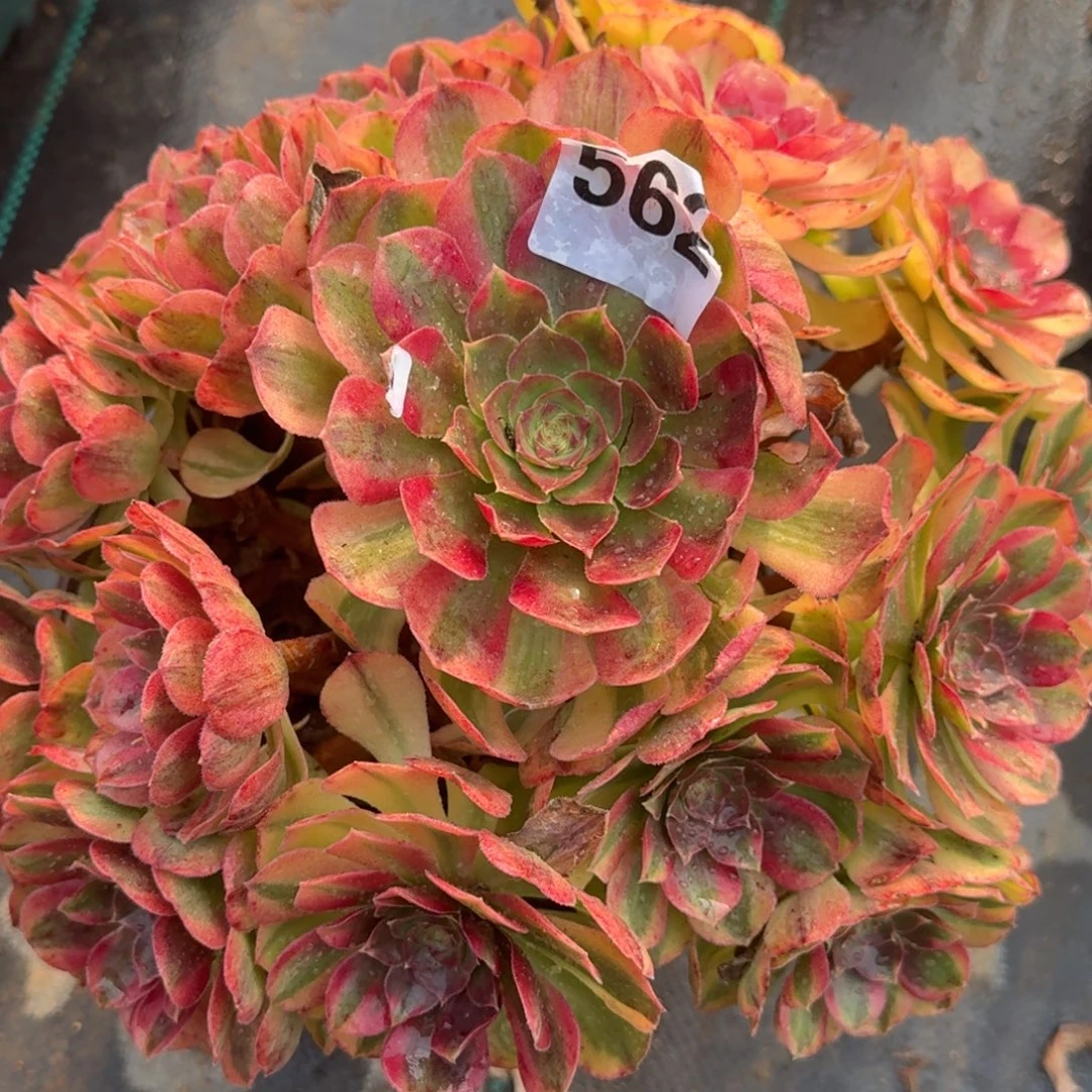 老庄雨河多肉植物562