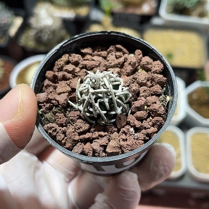 100狂刺飞鸟仙人球