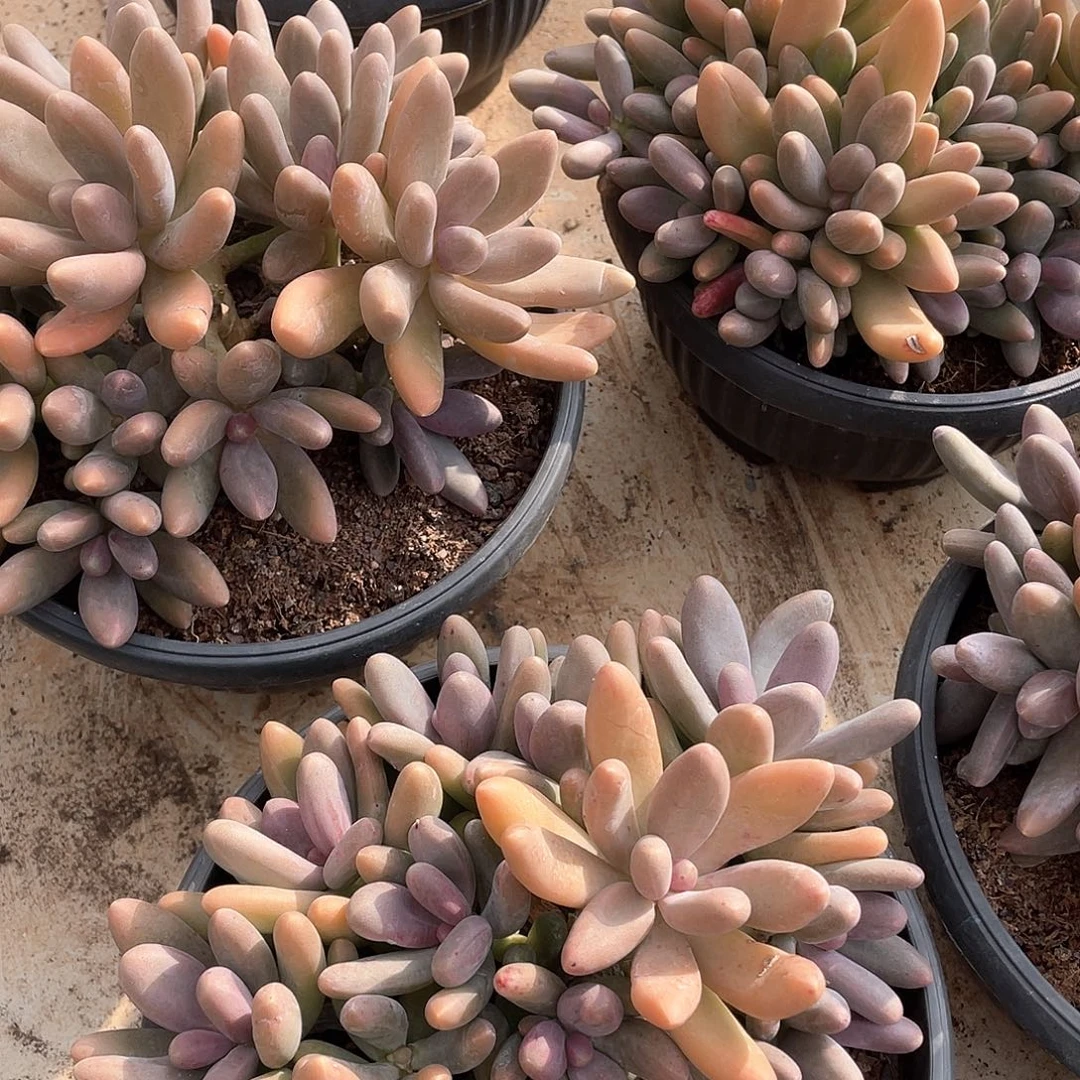 糖果美人精控群生18厘米可挑