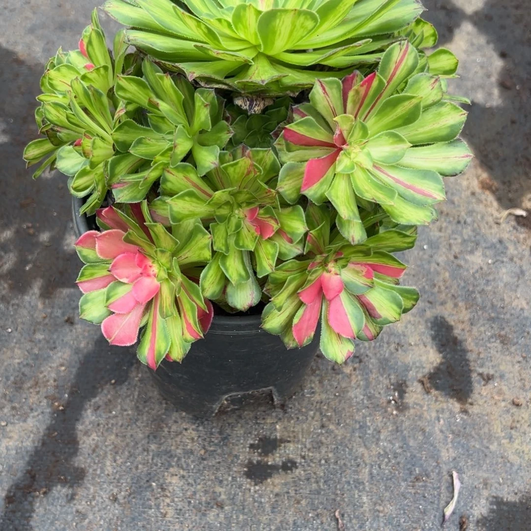 100知否多肉多肉多肉多肉