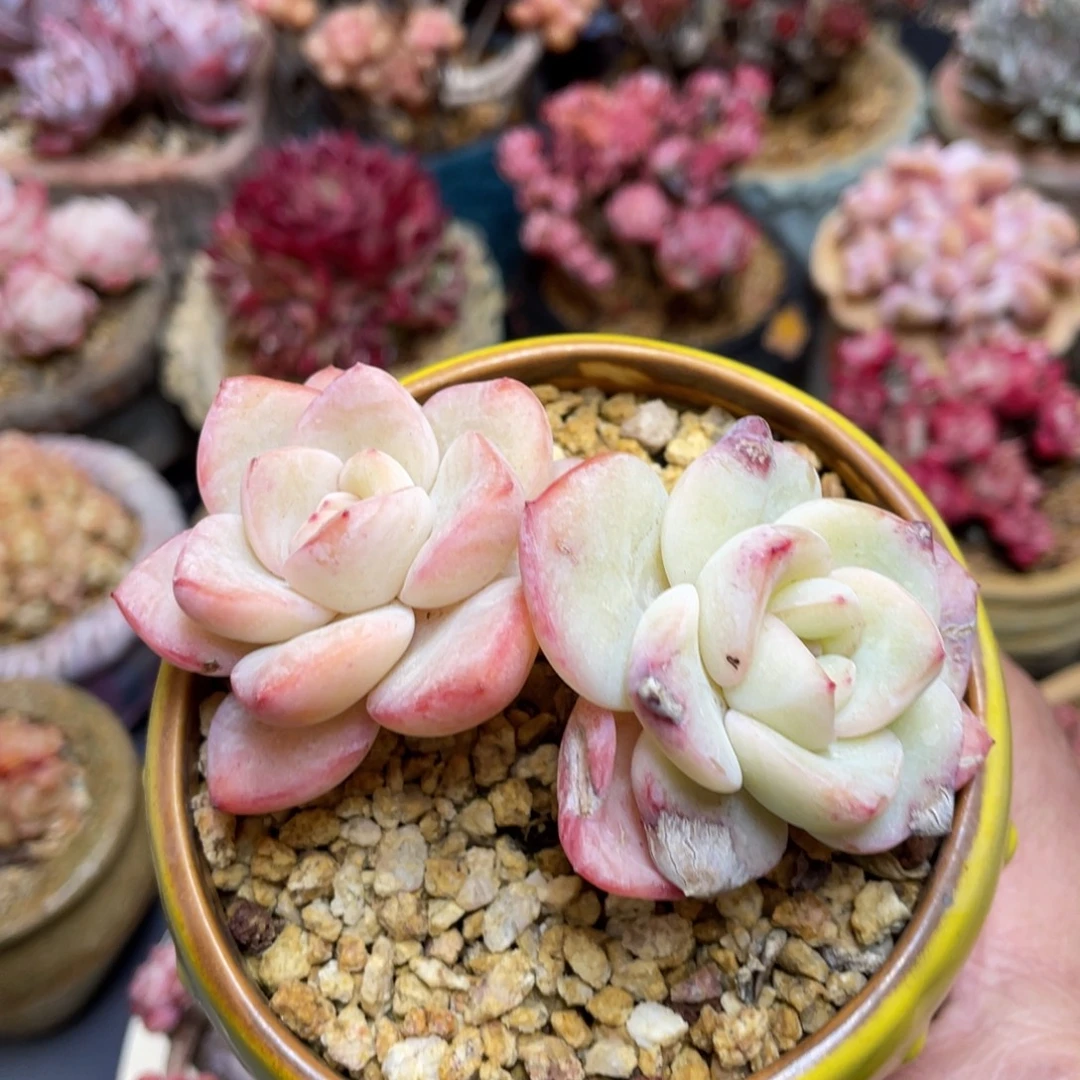 双头草莓泡芙老桩