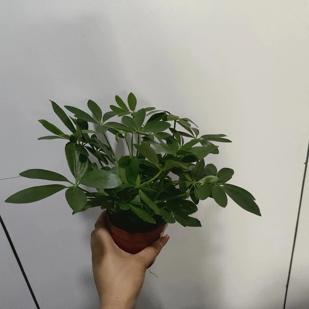 八方来财鸭脚木盆栽室内桌面阳台吸甲醛四季常青绿植