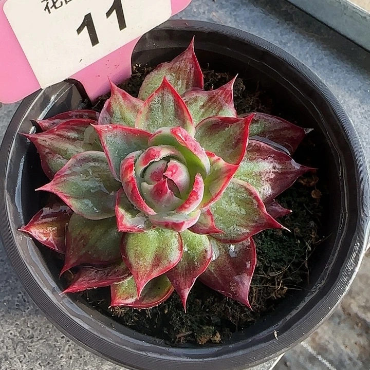 11惊鸿仙子多肉石化6-9cm