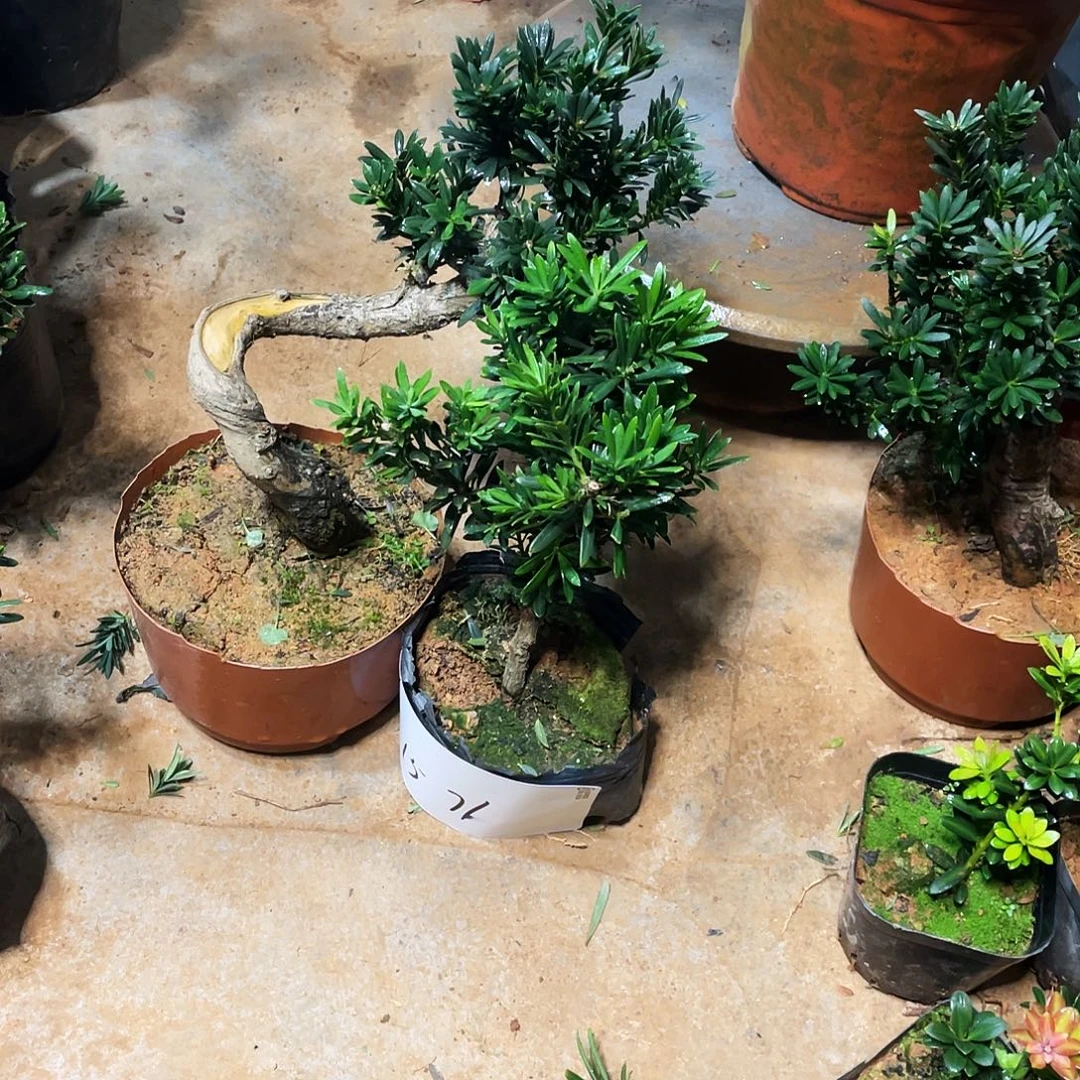 生***花无花朵罗汉松盆景罗汉松