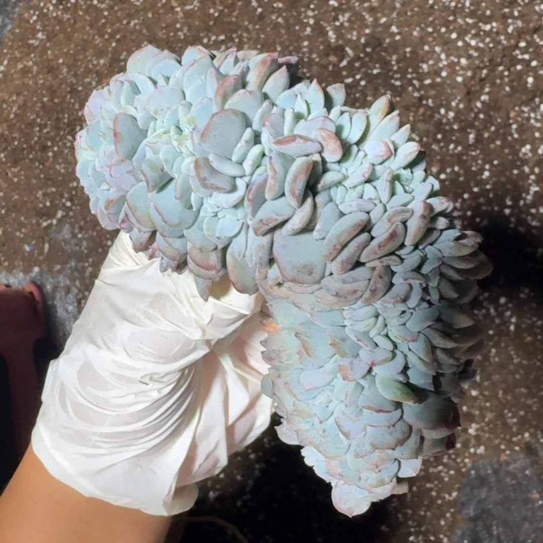 原始奶茶缀实生小树