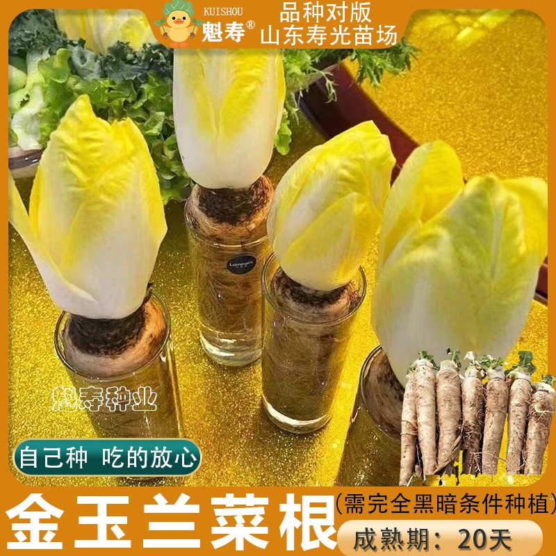 菊苣根苗金玉兰欧洲菊苣新鲜黄芽球活体幼苗庭院室内好养盆栽批发