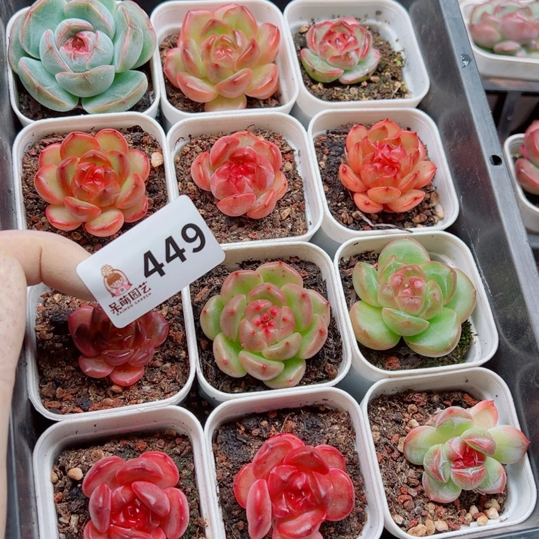 多肉植物多肉植物