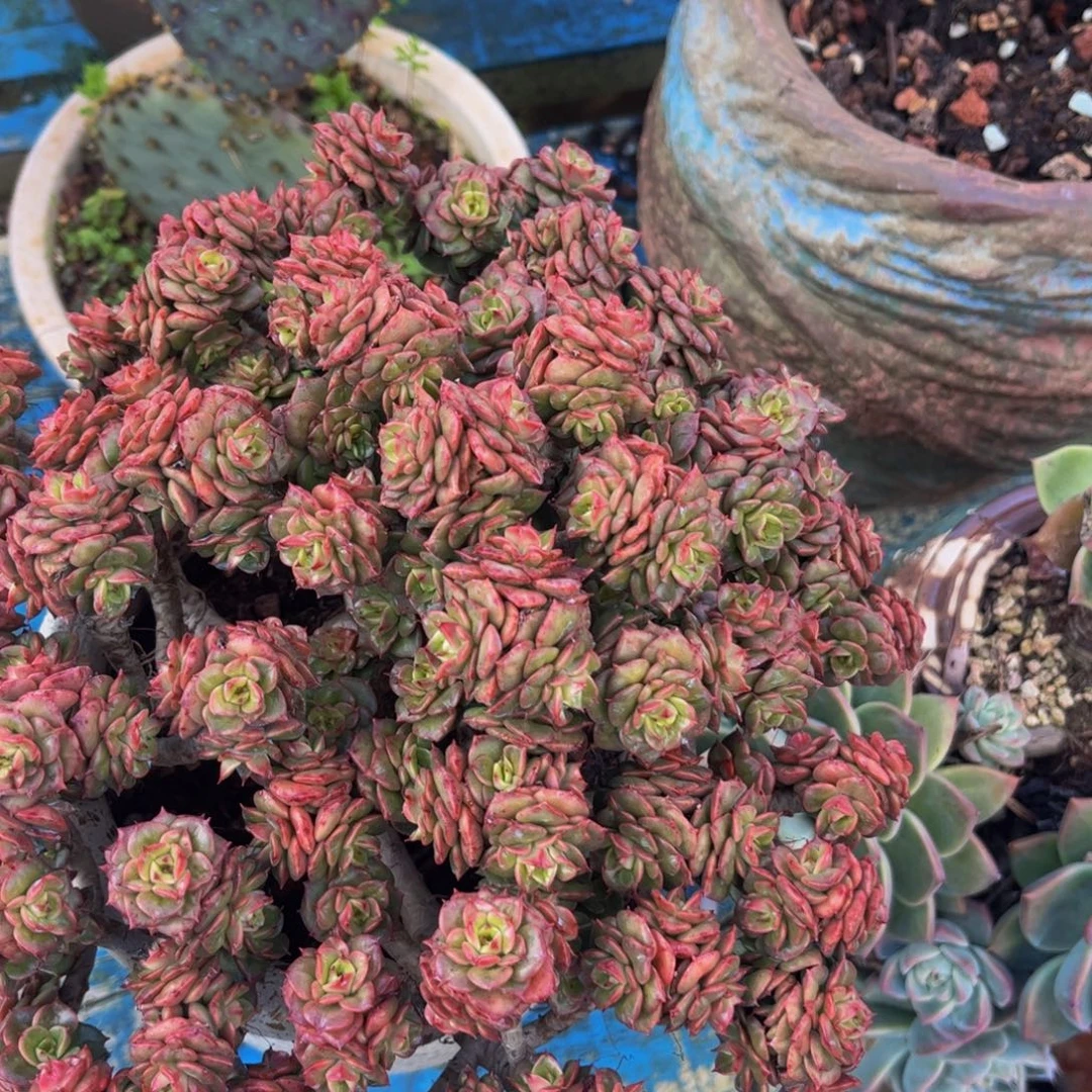 新疆西藏内蒙不发货，蜡牡丹