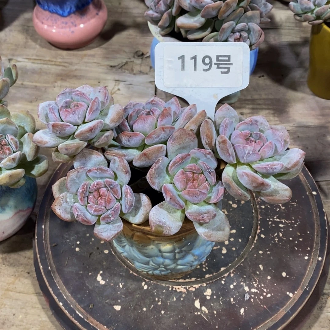 119号有砍 石榴籽星影