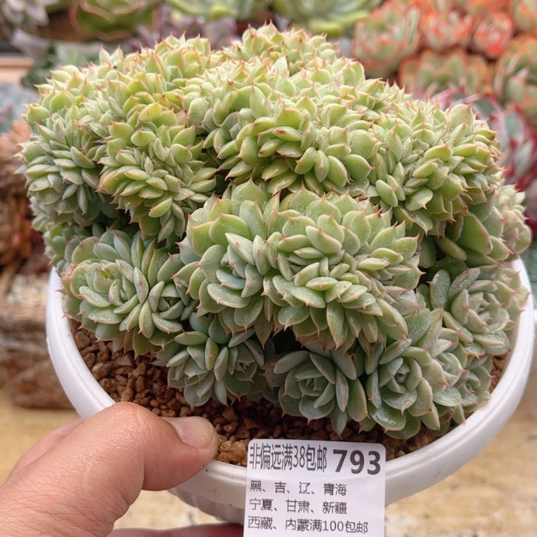 793雪域蓝巴黎缀德华多肉