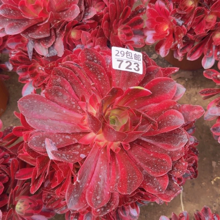 美杜莎……多肉植物的