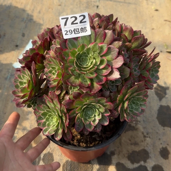 莲花……多肉植物……