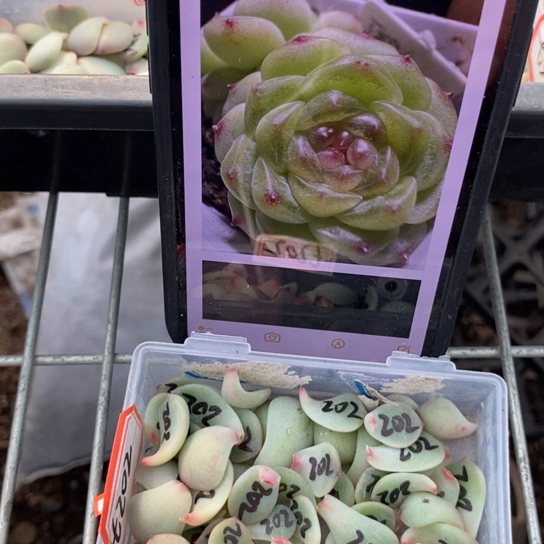 纯叶片甜心202一片