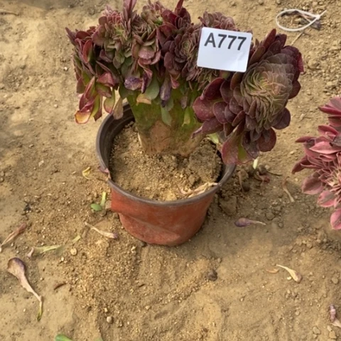 万圣节缀一物一拍