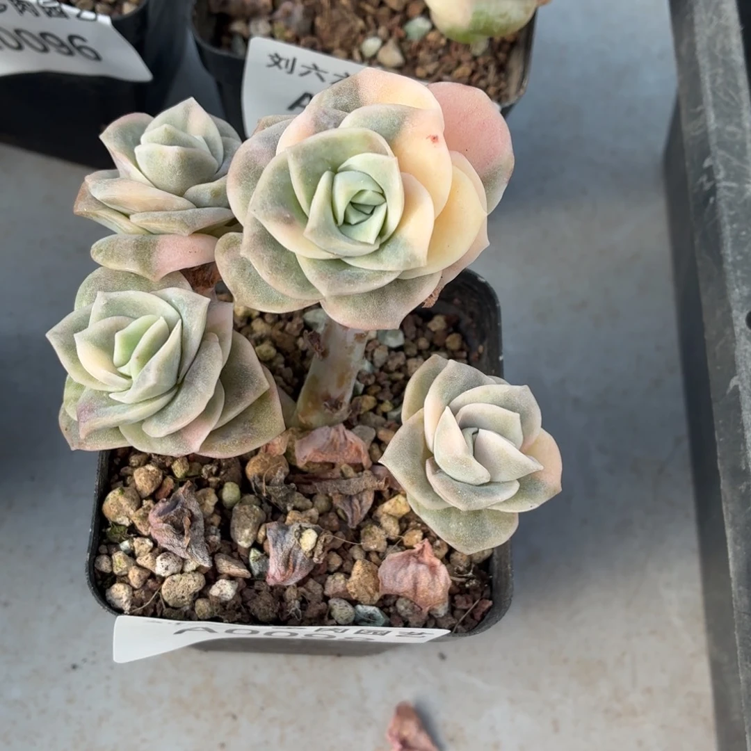 可爱玫瑰锦多肉植物A0098