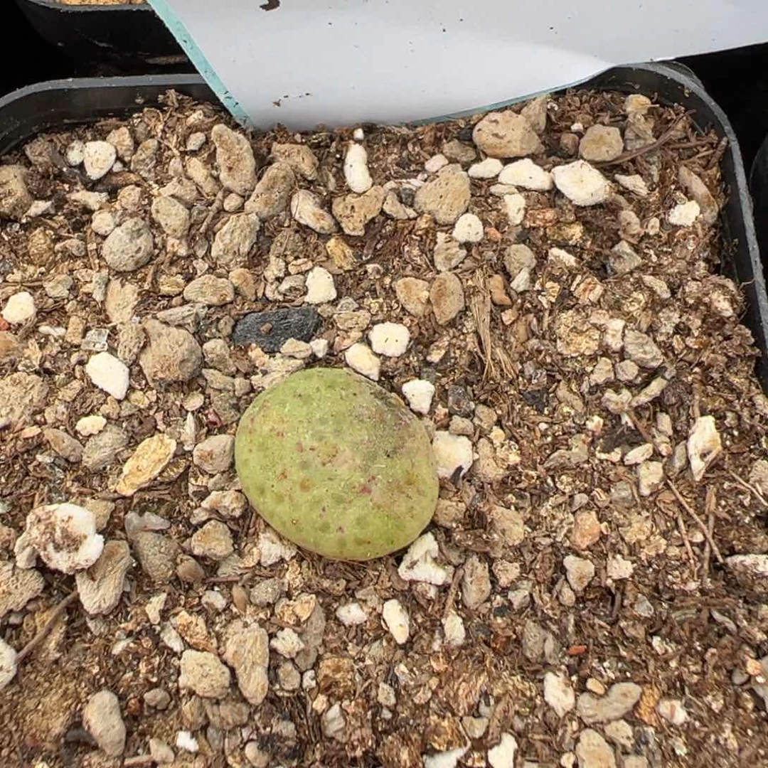 3-107肉锥多肉植物