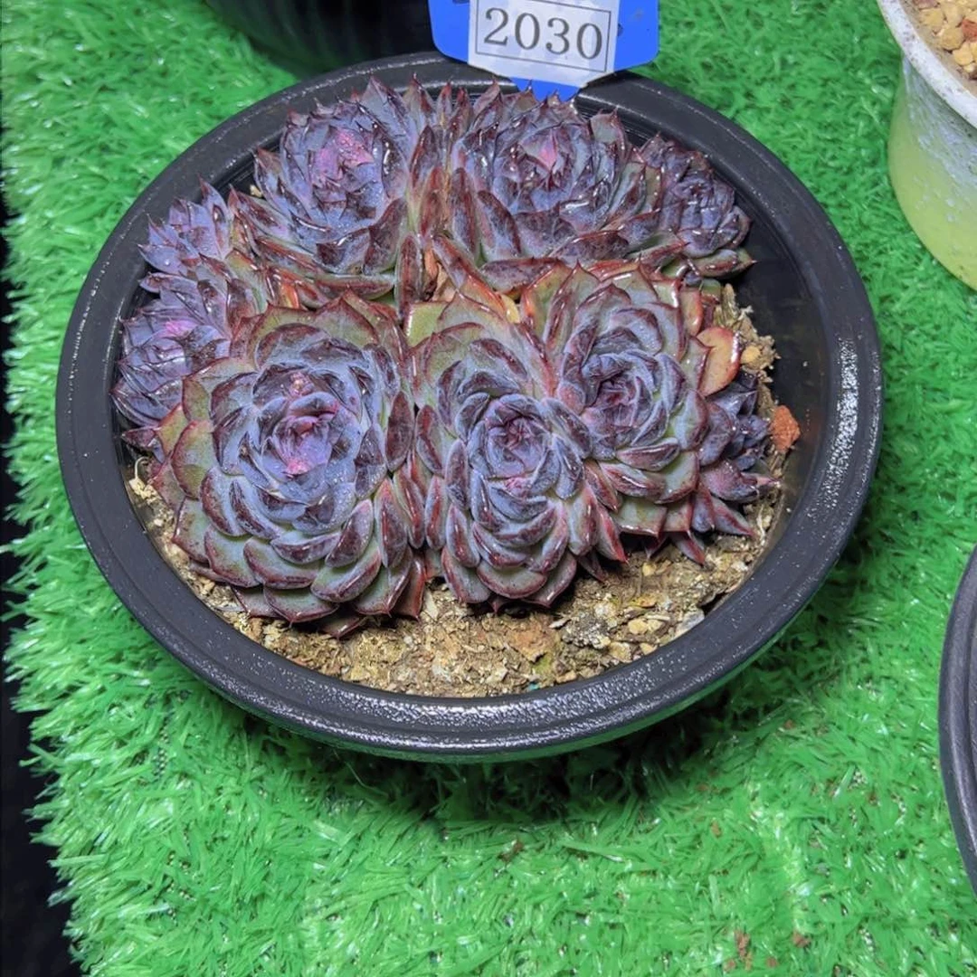 有****望蓝色妖姬2030多肉植物带盆