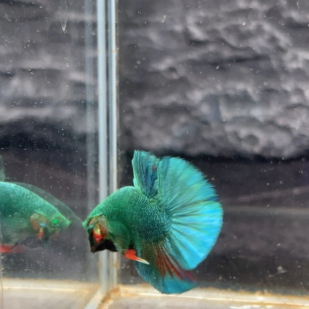 斗鱼蓝魔将军公鱼