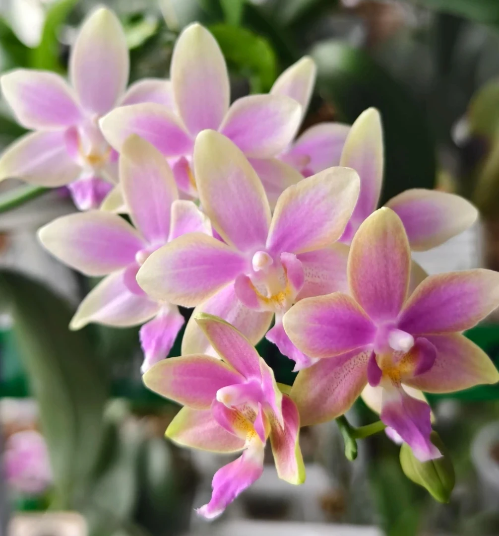 金树一代2.8寸蝴蝶兰小爆根