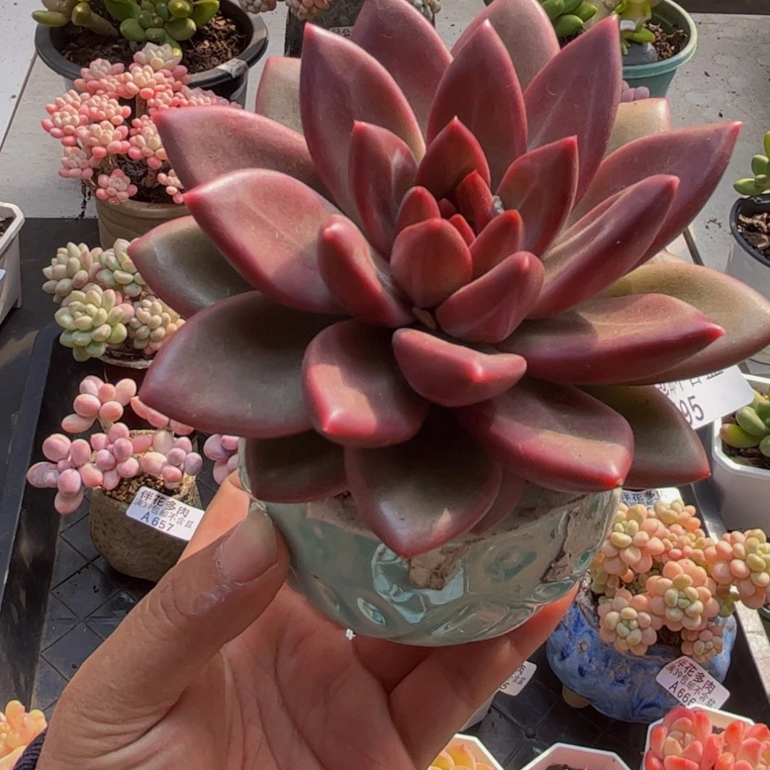 195迷雾泡泡9cm多肉