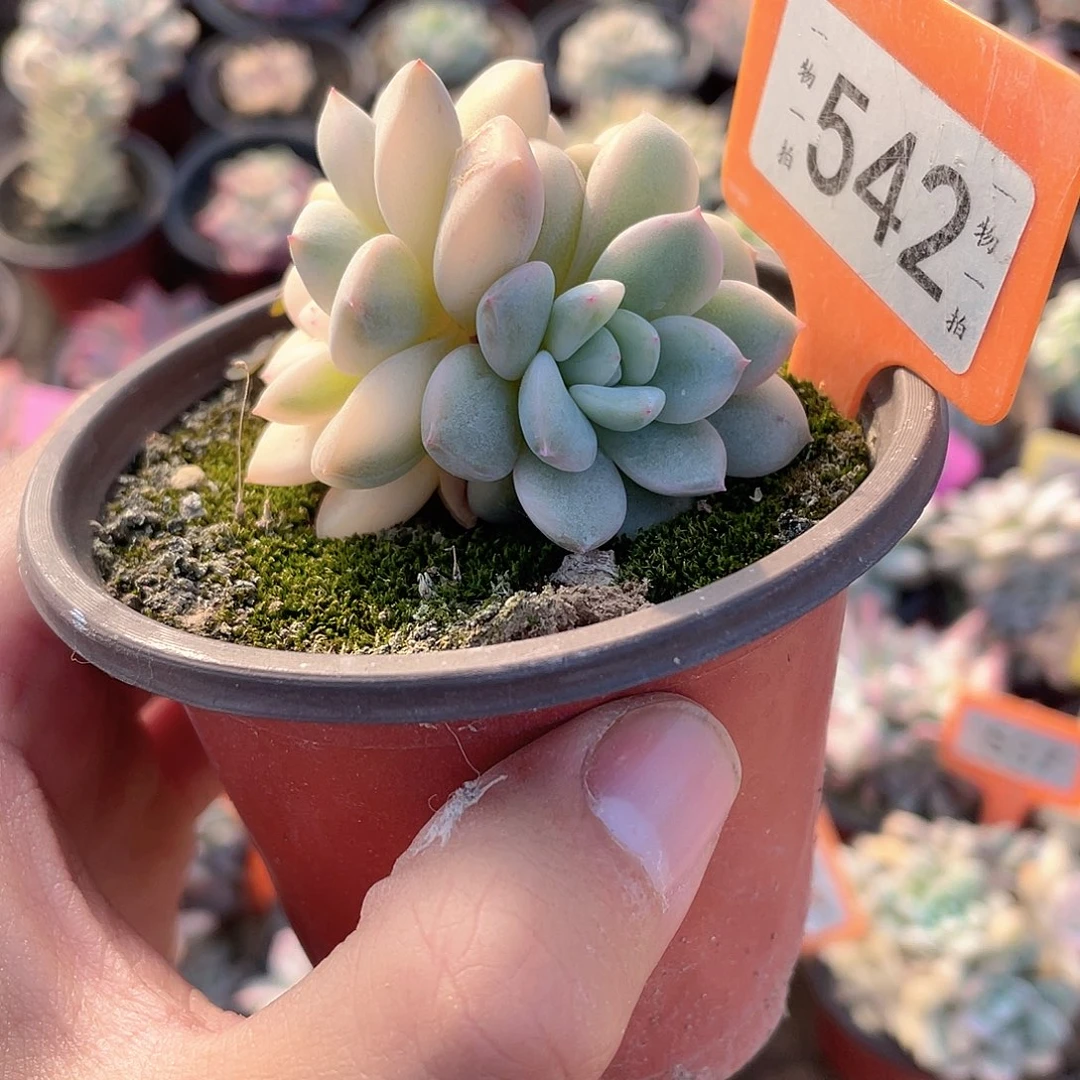 派***星542号多肉植物盆栽