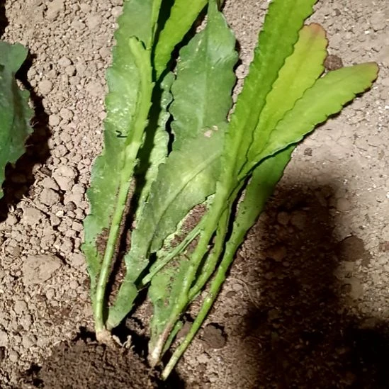 甜***笑完全开放令箭何花236一i1号220号