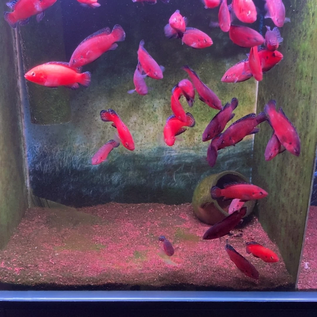 红宝石鱼直播7-8图卡2条