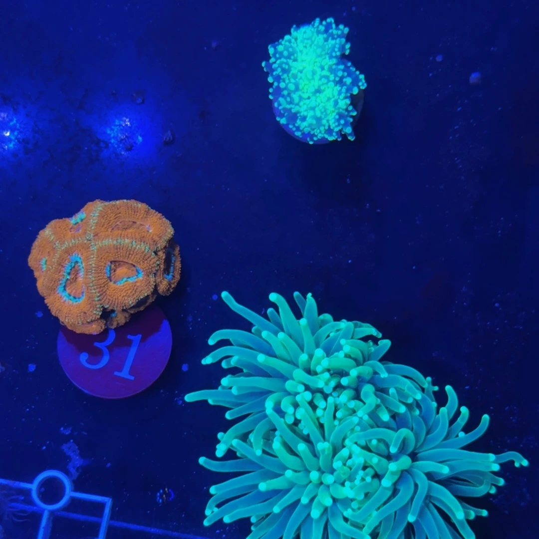 万鱼来朝海水观赏