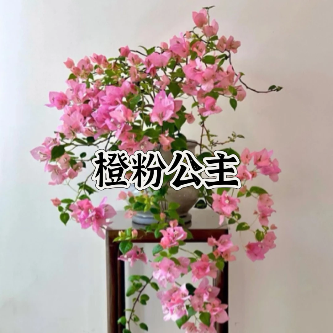 【橙粉公主（1颗苗）】实物三角梅四季开花勤花阳台庭院爬藤耐寒好养。