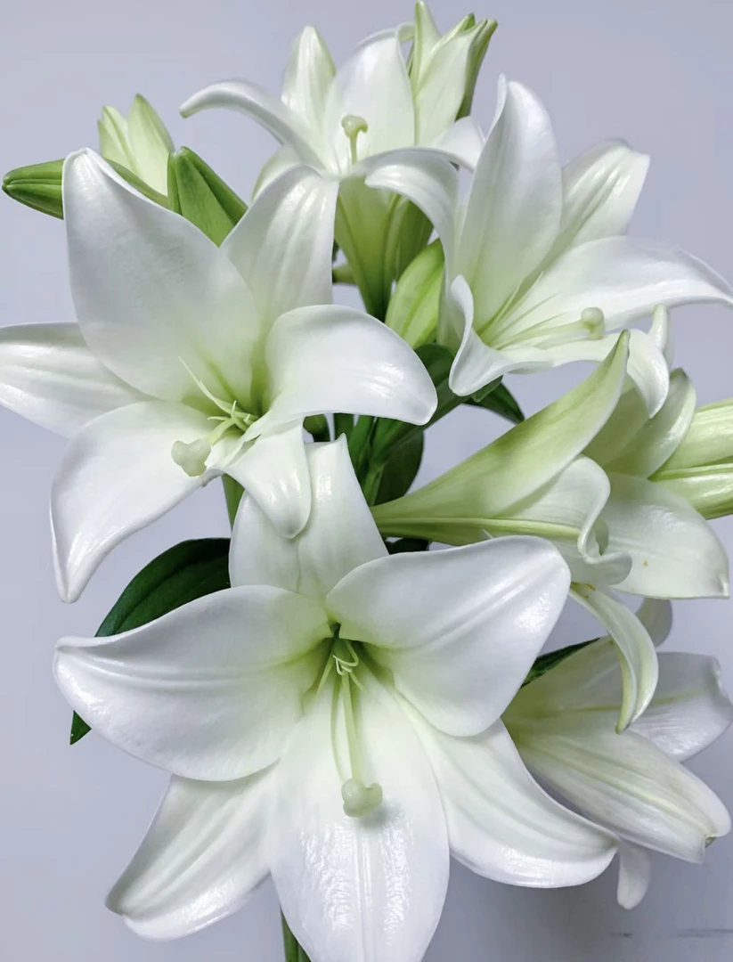 【小阿阮】A级「白铁炮」百合 茉莉清茶香夏天鲜花家庭插花 顺丰直发