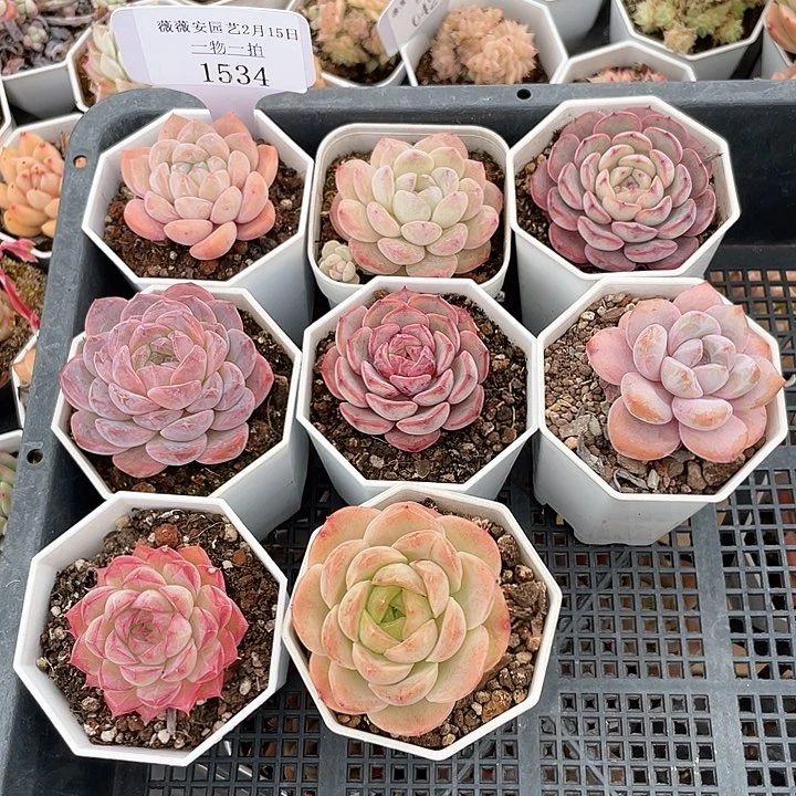 薇薇安园艺多肉1534