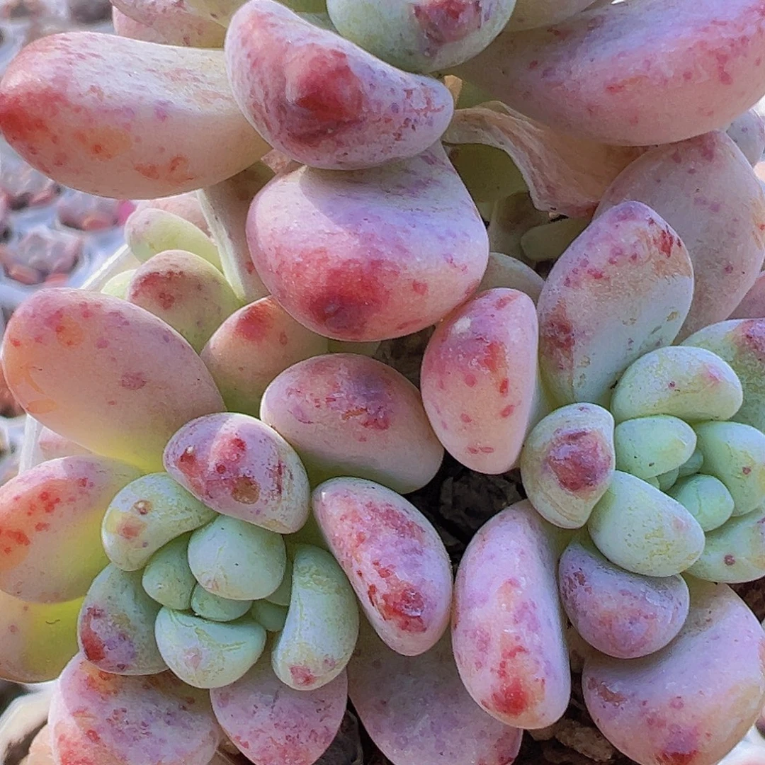 樱花罗琦19包邮多肉