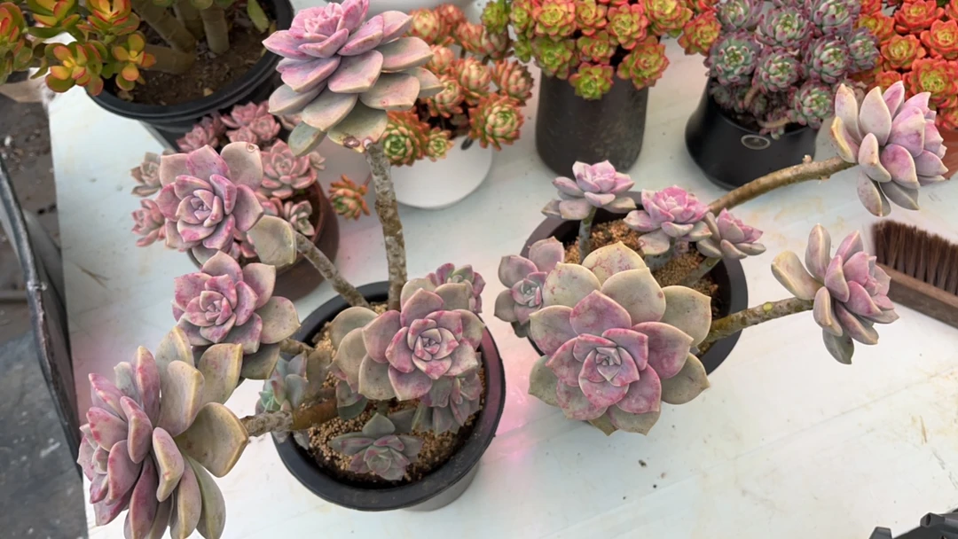 紫乐老桩 多肉植物