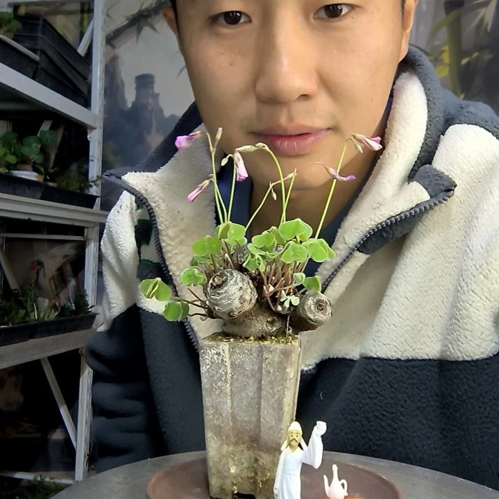小**哞中青园艺一物一拍46