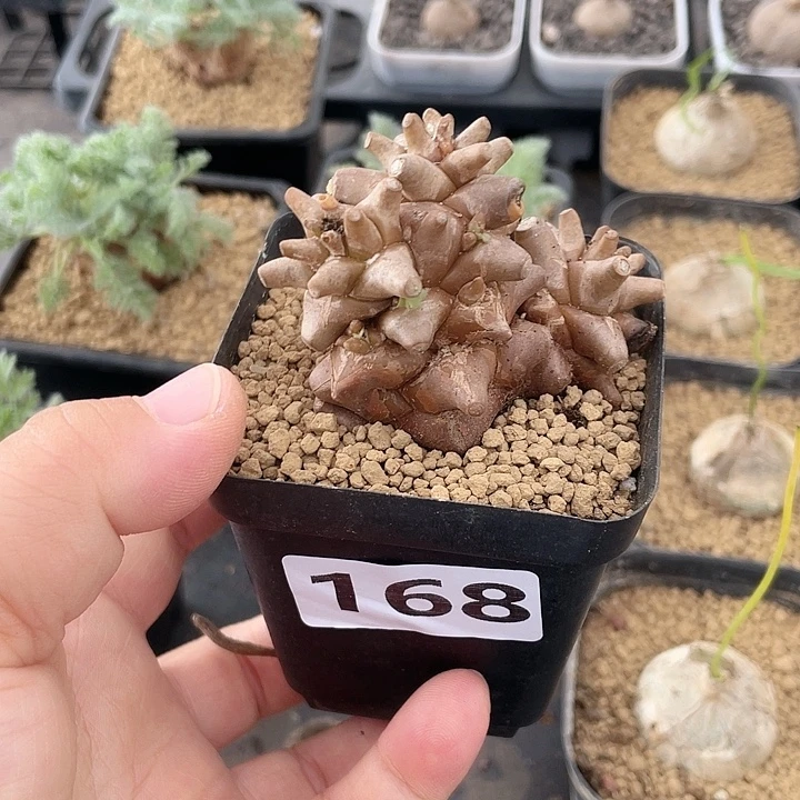 168蛮鬼塔厚墩菊块根