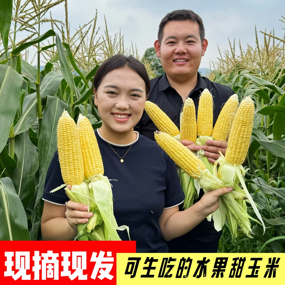 【现摘先发】农家水果玉米精品蒸煮营养早餐甜玉米新鲜带皮粗粮整箱