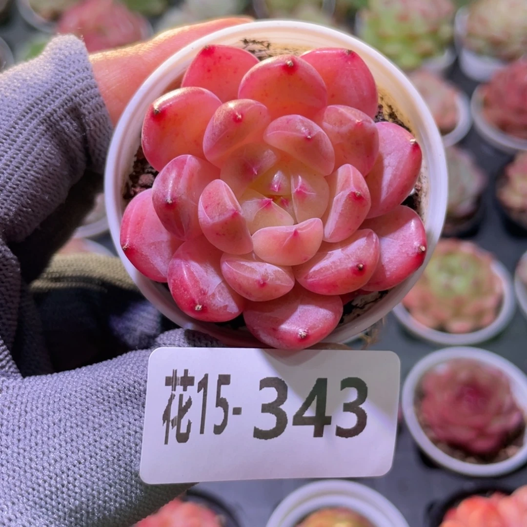 花利美15-343糖心新品