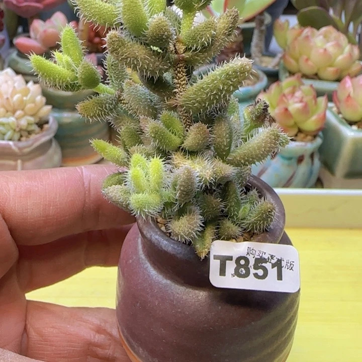 t851 一物一拍多肉植物