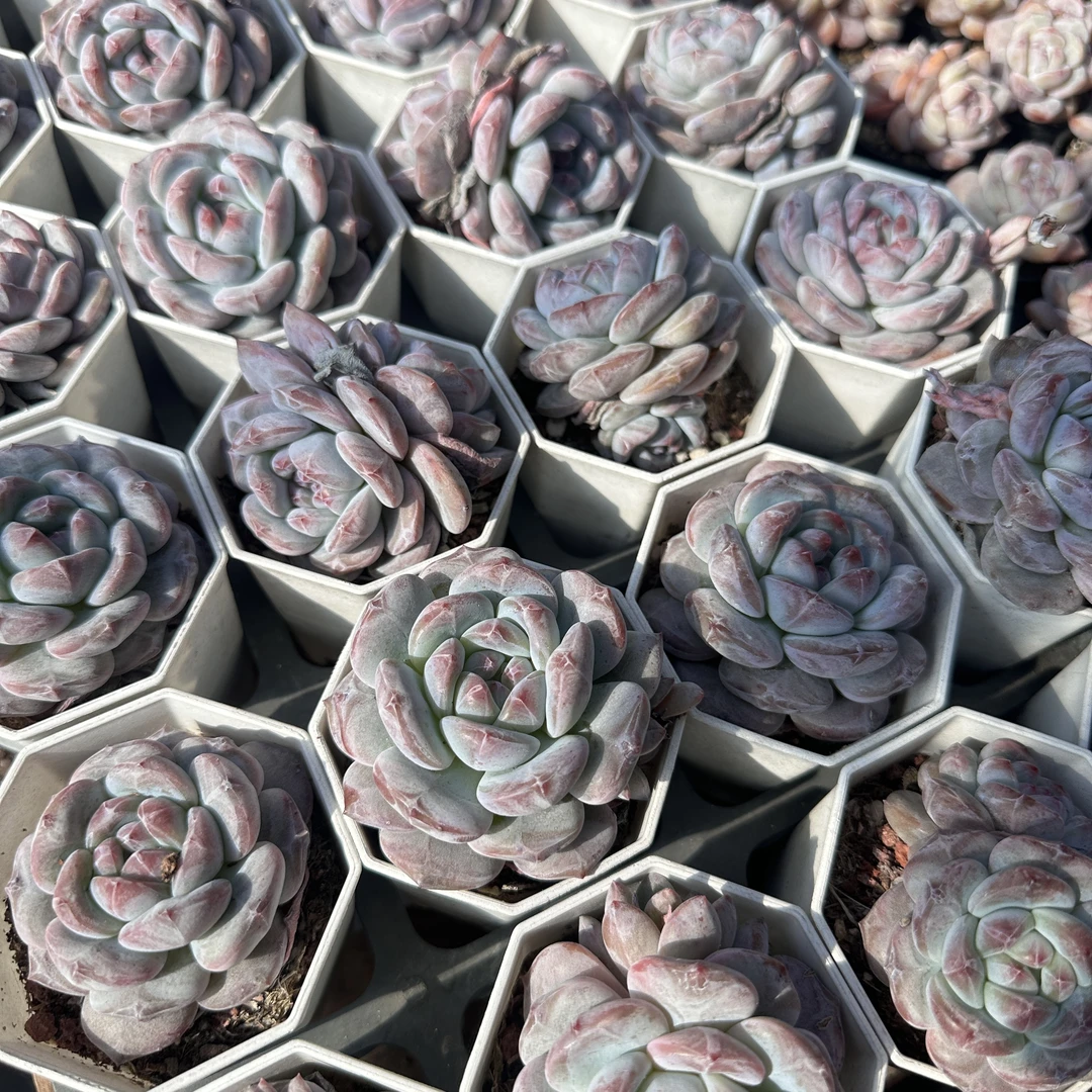 钻石星影多肉  （满18包邮）0