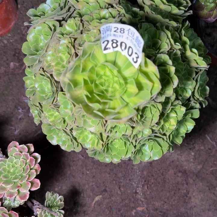 28003南琉璃多肉植物
