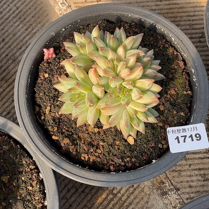 阿雅园艺。       1719