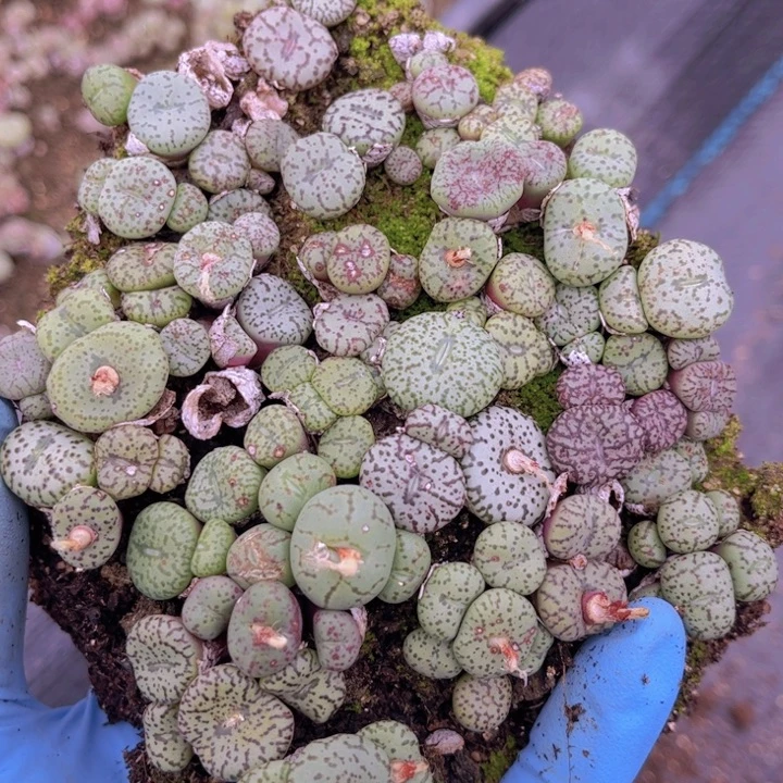 一盒安贞88888888888