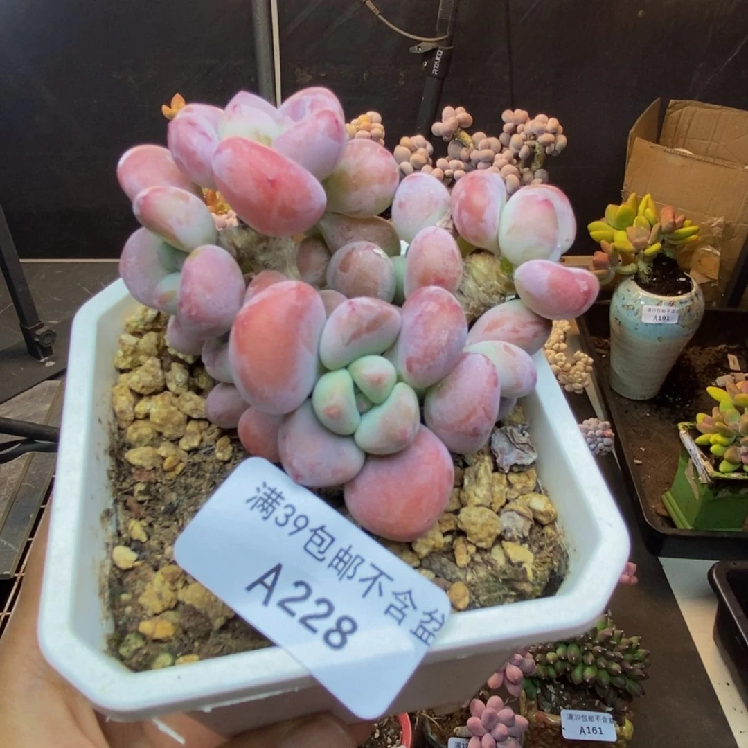 228腰子洛神多肉7cm