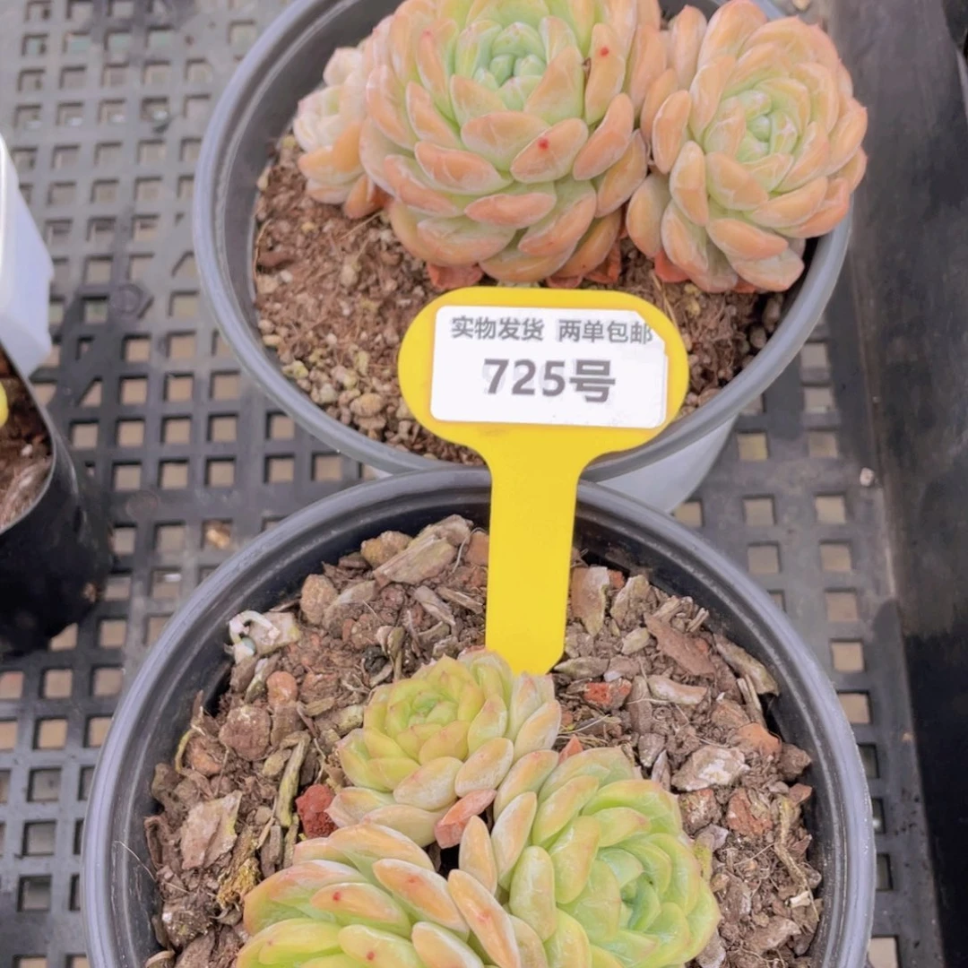 725号 老桩母本融晶大群一个