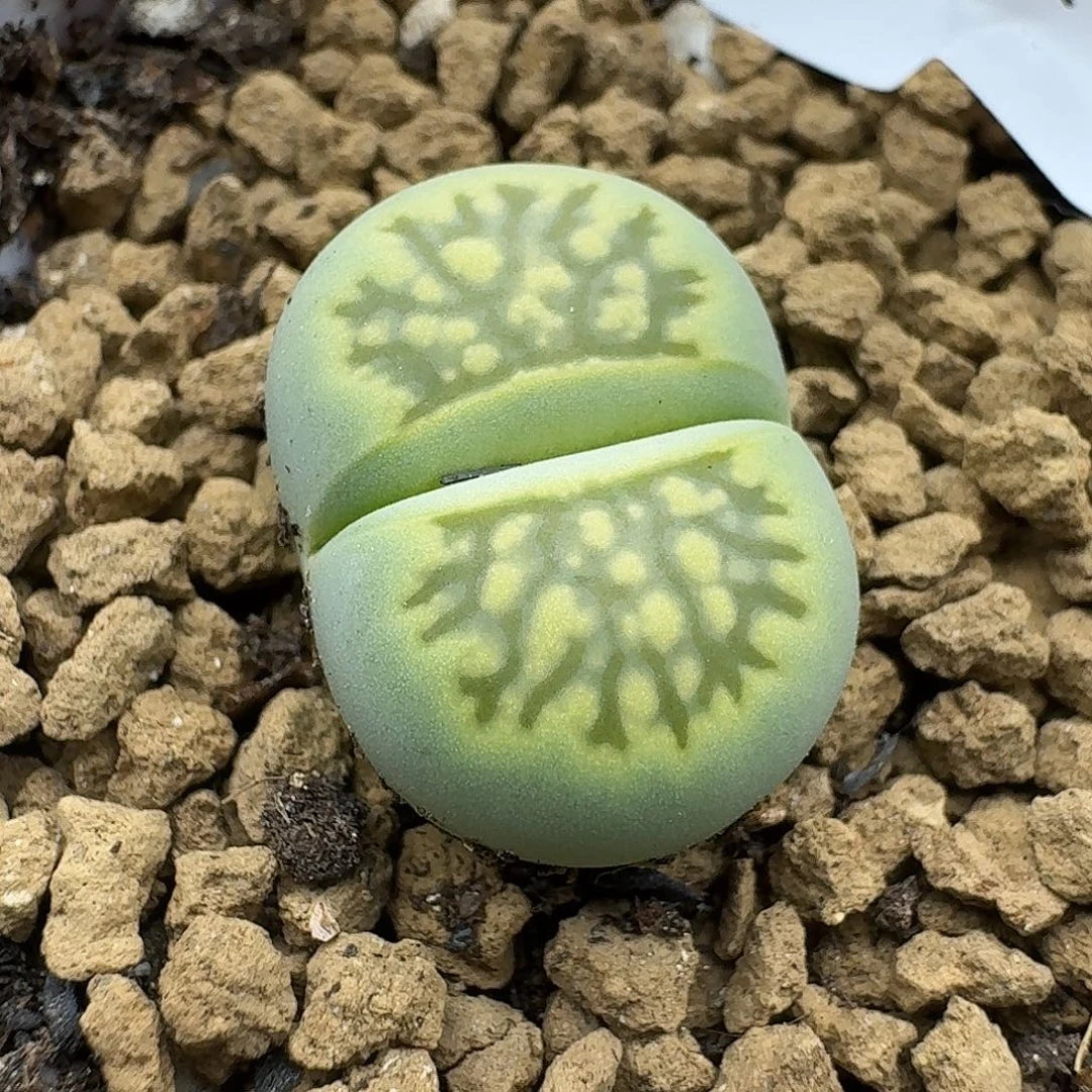 533多肉哈哈哈哈哈哈