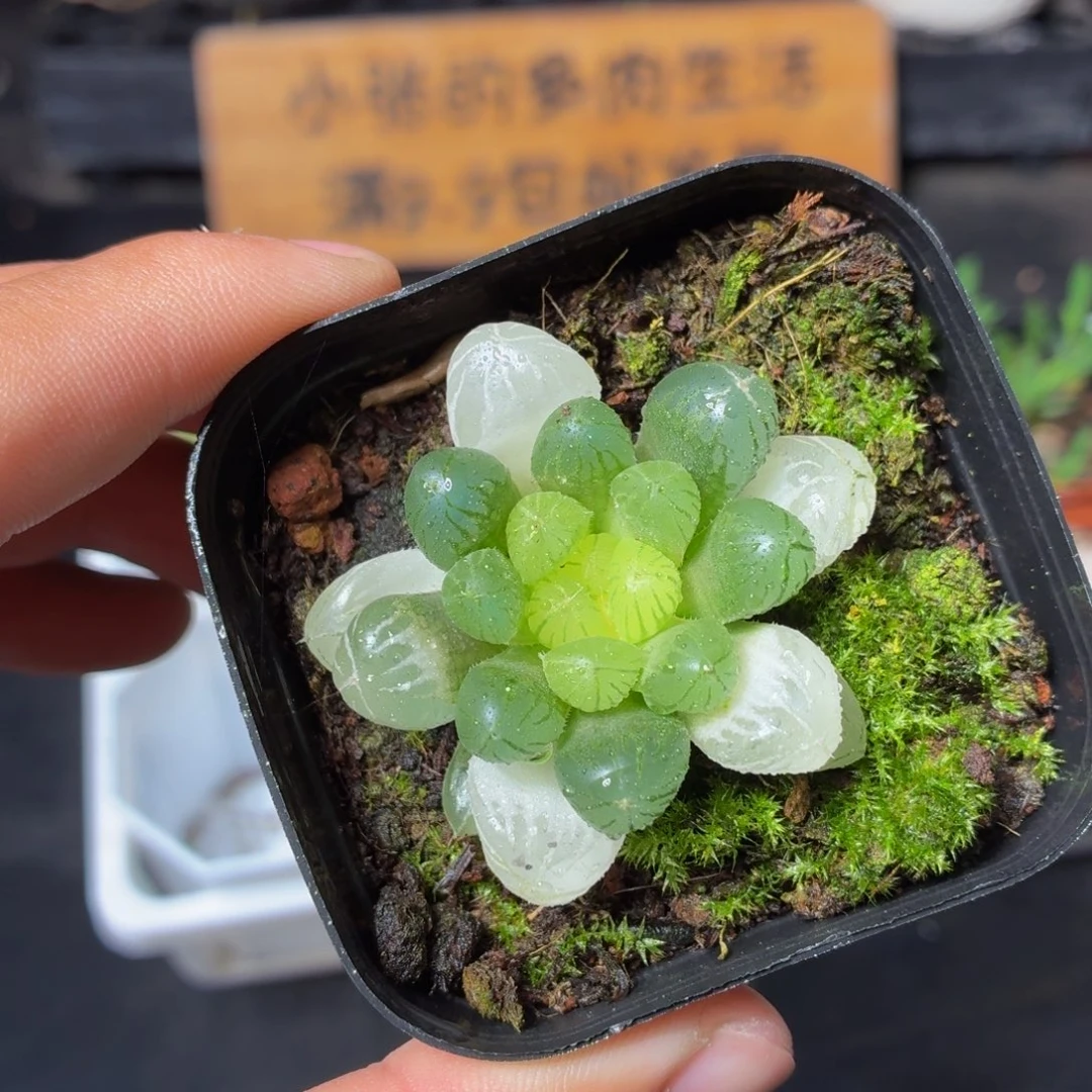 琥珀玉露多肉9.9包邮发货