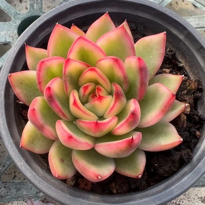 阿诗娜锦一物一拍锦龙