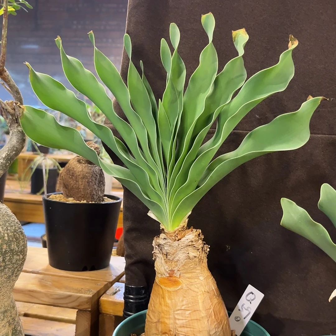 汤圆植物巨凤之卵Q59