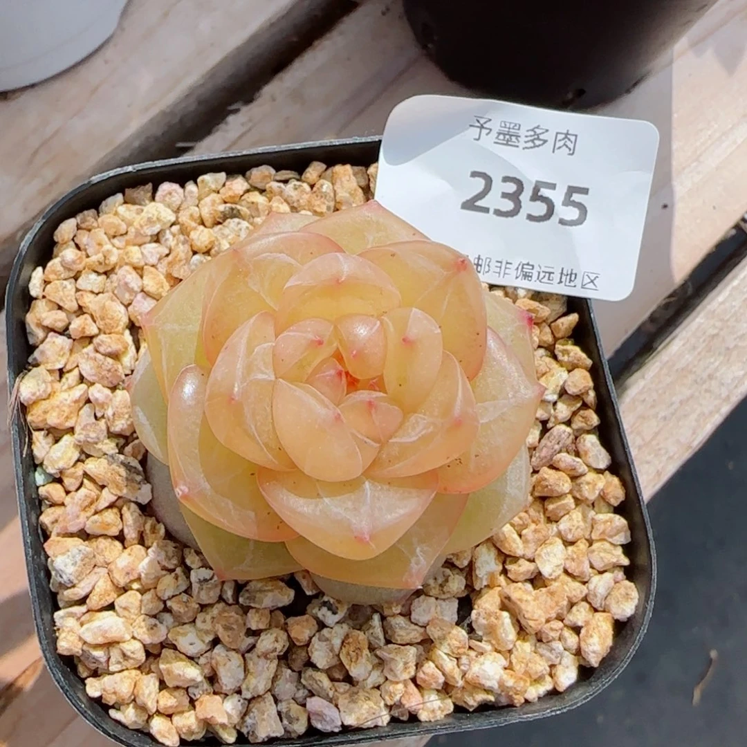 灵泽珍妮，2355多肉植物