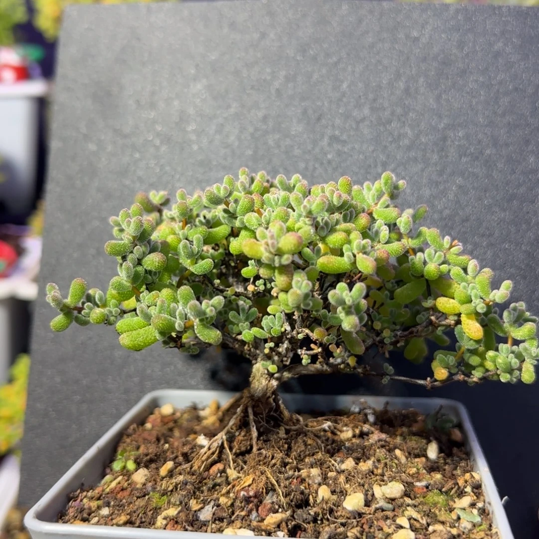 dy0622翡翠造型桩